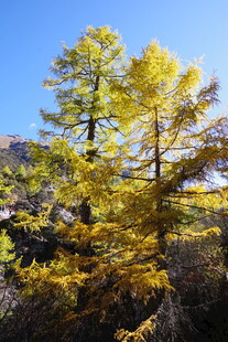 秋日金黄挺拔树木景观