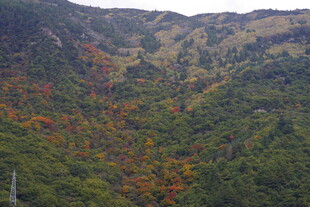 山间多彩植被景观