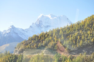 雪山下的葱郁山林