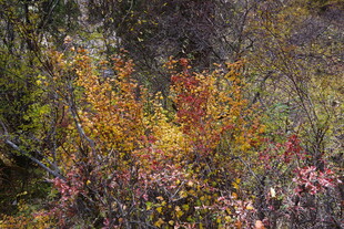 秋日山林多彩植物景观