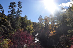 秋日山林阳光美景