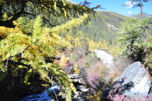 山间多彩植被景观