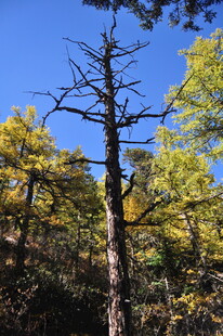 枯树挺立在多彩树林间