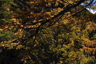 秋日斑斓树枝景象