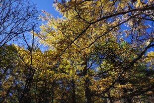 秋日金黄树林蓝天景象