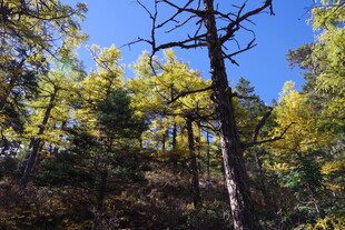 秋日山林枯树与黄叶