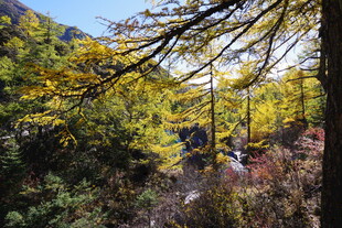 秋日山林间的金黄树枝