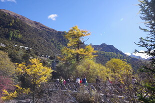 山间赏景人群与多彩林木