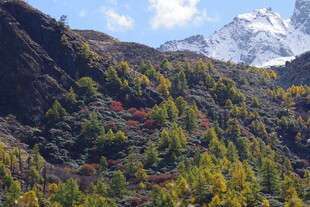 秋日山间彩林与远处雪山