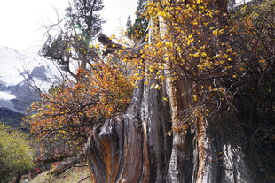 秋日山林中的骏马