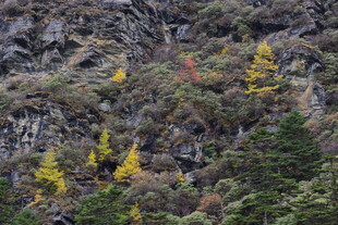 山间多彩树木景观