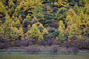 秋日湖畔斑斓树林景色