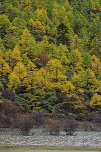 秋日山林斑斓景致