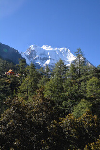 雪山下的葱郁森林