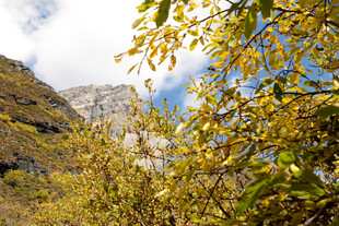 山间秋景 黄叶映着蓝天