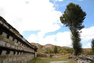 古老遗址旁的挺拔绿树