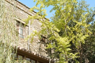 古旧建筑旁的葱郁绿植