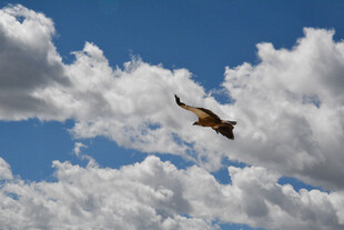 翱翔蓝天的飞鸟
