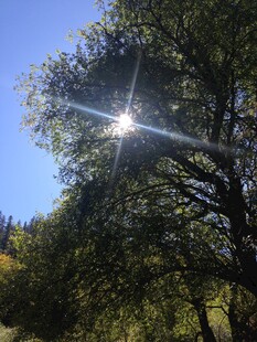 阳光透过树叶洒下的美景