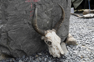 牛头骨靠于岩石旁