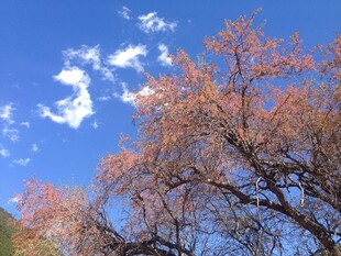 蓝天映衬下的绚烂树枝