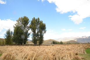 金黄麦田与挺拔树木景观