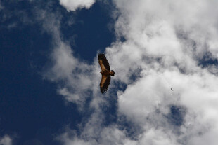 蓝天中翱翔的雄鹰