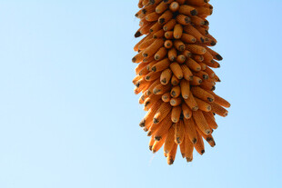 悬挂的橙棕色植物花序