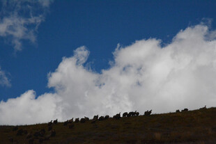 蓝天之上的蓬松白云
