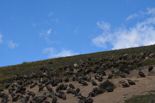山坡上的植被景观