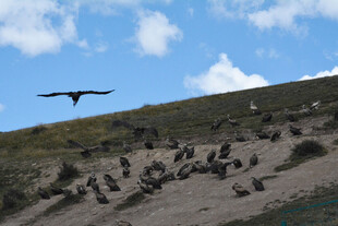 山坡上飞鸟与群鸟景象