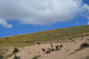 沙漠中的动物栖息场景