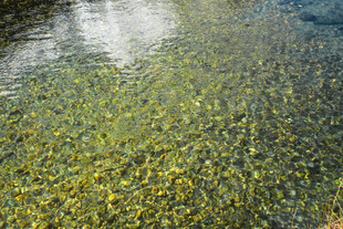 水下繁茂水草景观