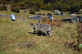 草原上的动物与远足人群
