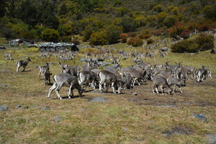 草原上成群奔跑的羚羊