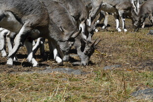 羚羊群在草地低头觅食