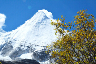 雪山旁的金黄树木景观