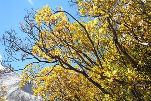 秋日黄叶映蓝天