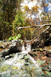 山间溪流潺潺 自然景致