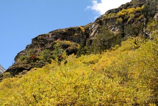 山坡上的金黄植被与蓝天