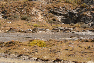 荒凉山地间的干涸河道