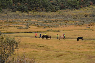 草原上的马群与人物身影