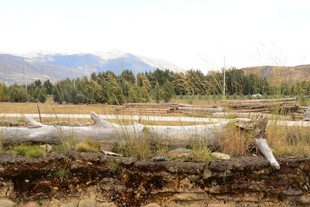 秋日田野边的枯木景象