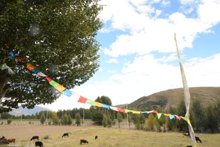 草原经幡下的悠然景象