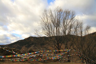 山间经幡与枯树的景致
