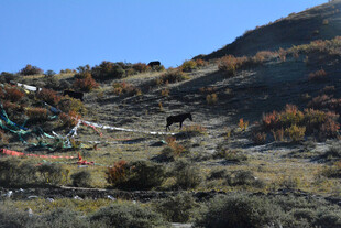 山坡上的多彩植被与动物