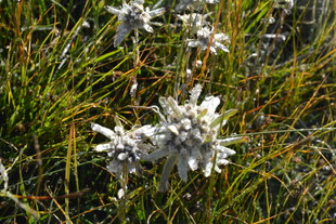 草地上的白色花朵