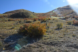 秋日山野中的斑斓植被