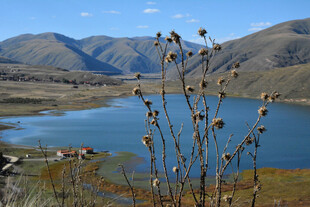 湖畔枯茎与远山美景