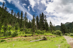 山间绿野小路 自然美景